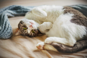 A cute cat with green eyes lies merrily on the bed with its belly up and looks playfully. A happy pet.