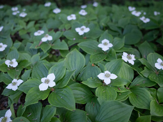 flowers in the garden