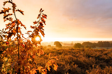 Morning glory on the Venusberg in Lummen (Limburg)