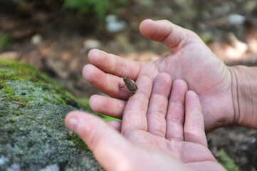 hand holding frog