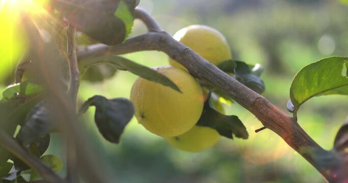 L'oro giallo di Reggio Calabria, il bergamotto