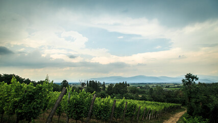 Obraz premium Storm over the vineyard