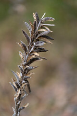 close up of grass