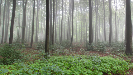 Buchenwald im Frühnebel