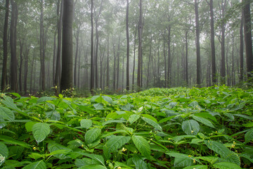 Buchenwald im Frühnebel