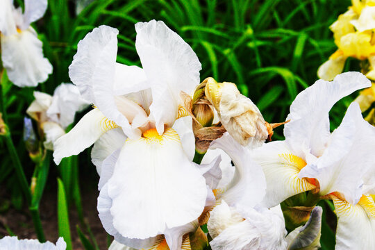 Blue And Yellow Irises. Candid.