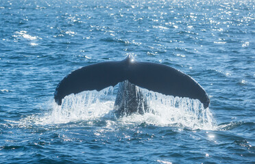 Back view tail of diving humpback whale above the water surface closeup with water dripping