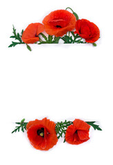 Obraz premium Flowers red poppies ( corn poppy, corn rose, field poppy ) with white paper card note with space for text on a white background. Top view, flat lay