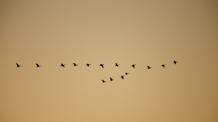 Graugänse im Sonnenuntergang