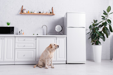 labrador dog sitting in modern kitchen with white furniture and green ficus