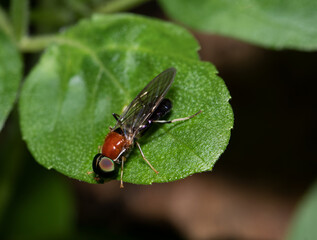 Mosca das-frutas
As moscas-das-frutas pertencem à família Tephritidae que é uma das maiores dentro da Ordem Diptera. Essa Família está entre as pragas de maior expressão econômica na fruticultura mund