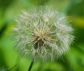 Fototapeta premium Dandelion blowball