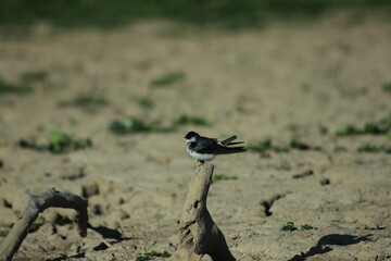 Golondrina
