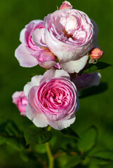 Pink white open garden rose blooming, vertical shot