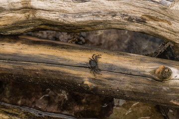 A small dark crab crawls on a log washed up on the Black Sea shore.