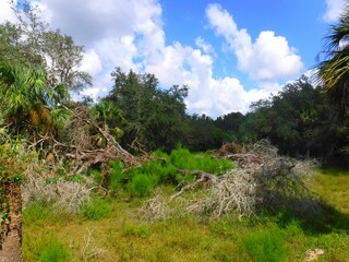 North America, United States, Florida, Collier County, Big Cypress Reservation and Billie Swamp Safari
