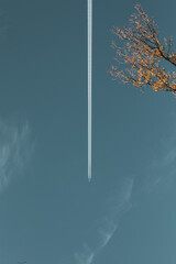 Airplane straight line in the sky with visible tree branch.