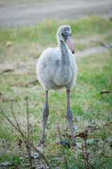 Baby flamingo