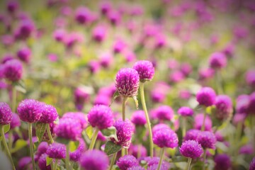 field of lavender