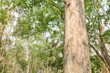 Fototapeta premium Teak tree in the forest with blurred background.Selective focus 