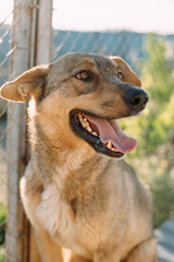 nice and happy dog in dog shelter. Helping homeless animals concept