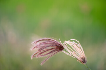 Colorful flower pictures Usually beautiful in cold weather. With a little space to write a message In order to communicate or send feelings to each other, Thailand 2020-12-14