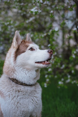 portrait of cute fluffy happy siberian husky dog
