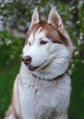 portrait of cute fluffy happy siberian husky dog