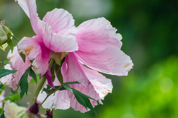 Obraz premium Pfingstrosen