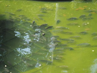 Fishes in the pond in the park