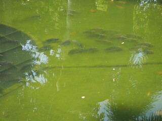 Fishes in the pond in the park