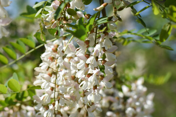 Acacia tree flowers blooming in the spring. Acacia flowers branch with a green background