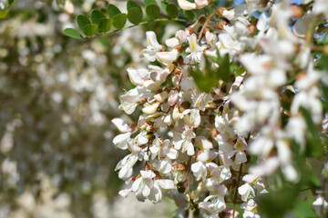 Acacia tree flowers blooming in the spring. Acacia flowers branch with a green background