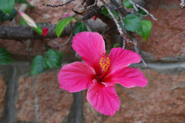 Naturalmente fucsia.