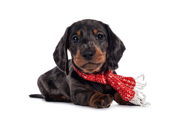Super cute black tiger Dachshund aka teckel dog puppy, wearing red with white scarf around neck.Laying down facing front. Looking straight to camera. Isolated on white background.