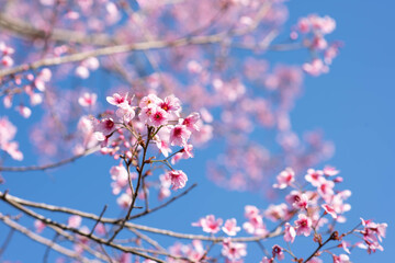 Beautiful pink sakura blossom background