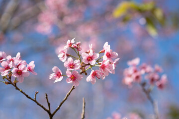 Beautiful pink sakura blossom background