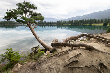 Fototapeta premium Beautiful mountain lake with a single tree with twisted roots in the foreground. The calm water reflects the landscape and mountains.