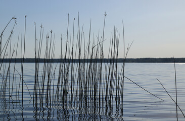 Schoenoplectus lacustris (the lakeshore bulrush or common club-rush) growing in a river. Abstract natural background - stems of aquatic plants reflected in the water