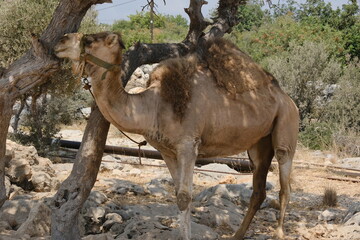 camel tied to a tree, turkey
