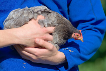 Pet pekin bantam hen chicken looks down from the arms of her carer.