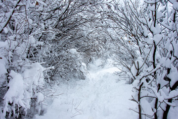 Winter walk into forest 