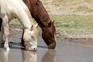 Wild Horses at a Utah Desert Waterhole