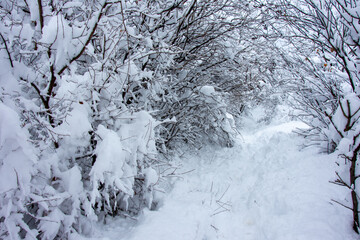 Winter walk into forest 