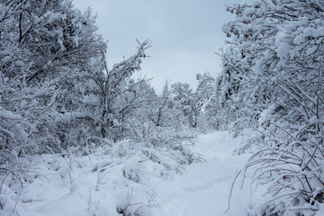 Winter walk into forest 