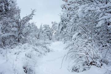 Winter walk into forest 