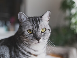 Fototapeta premium 見つめる 猫