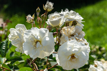 Moscow Botanical Garden