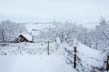 Winter walk into forest 