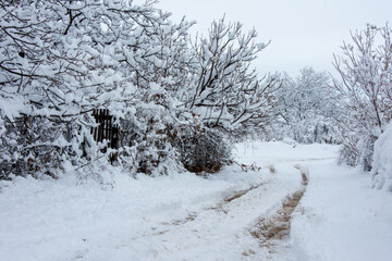 Winter walk into forest 